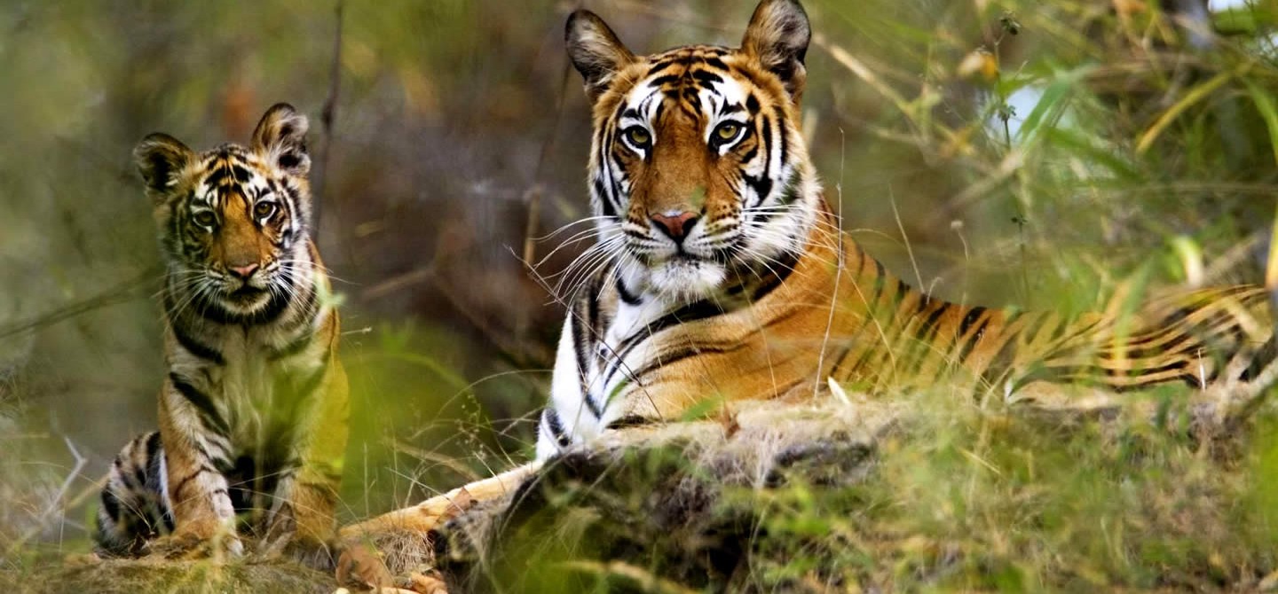 Bandhavgarh-National-Park