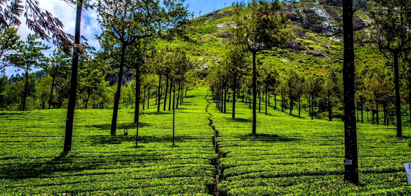 Munnar Tea Gardens