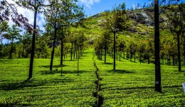 Munnar Tea Gardens