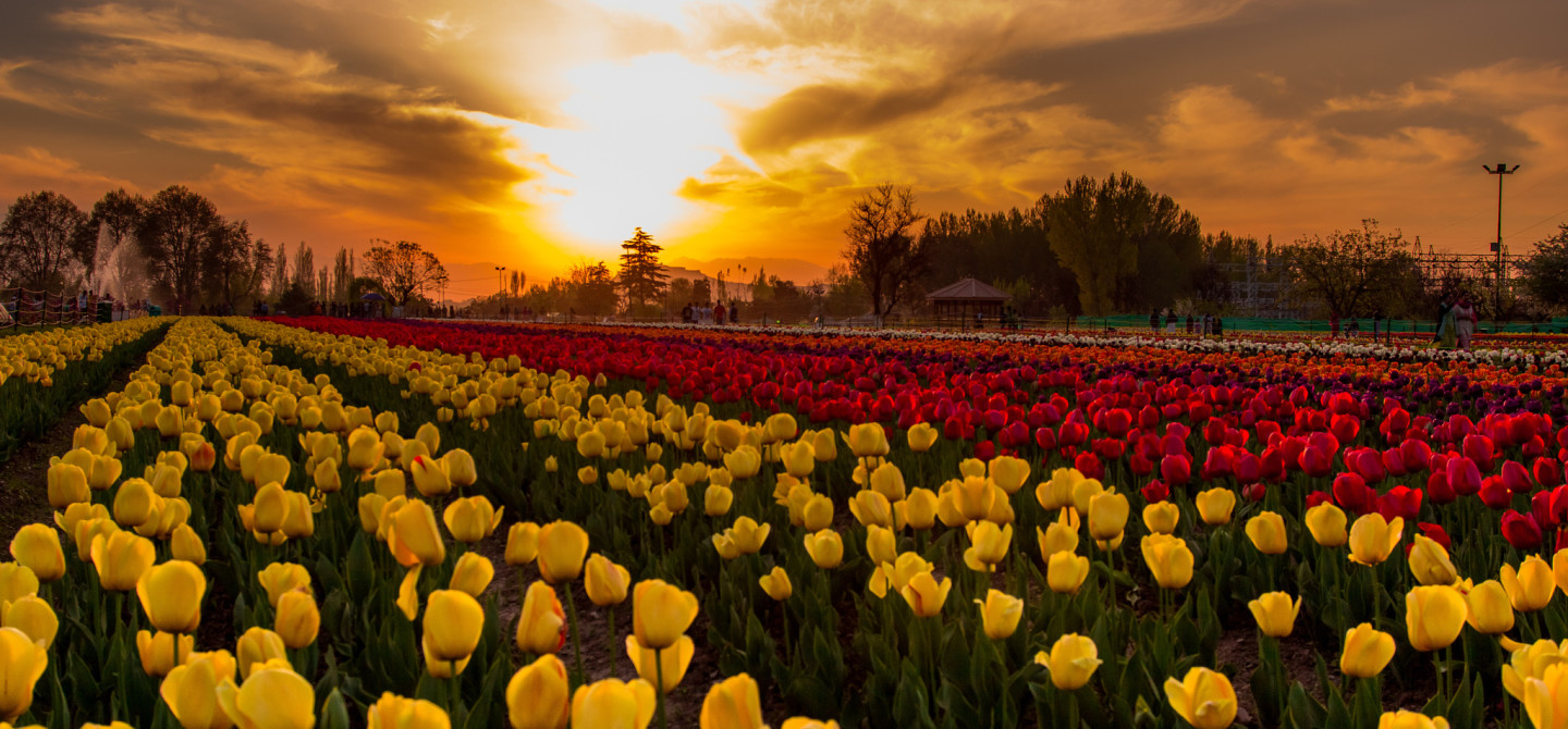 Tulip Garden Srinagar