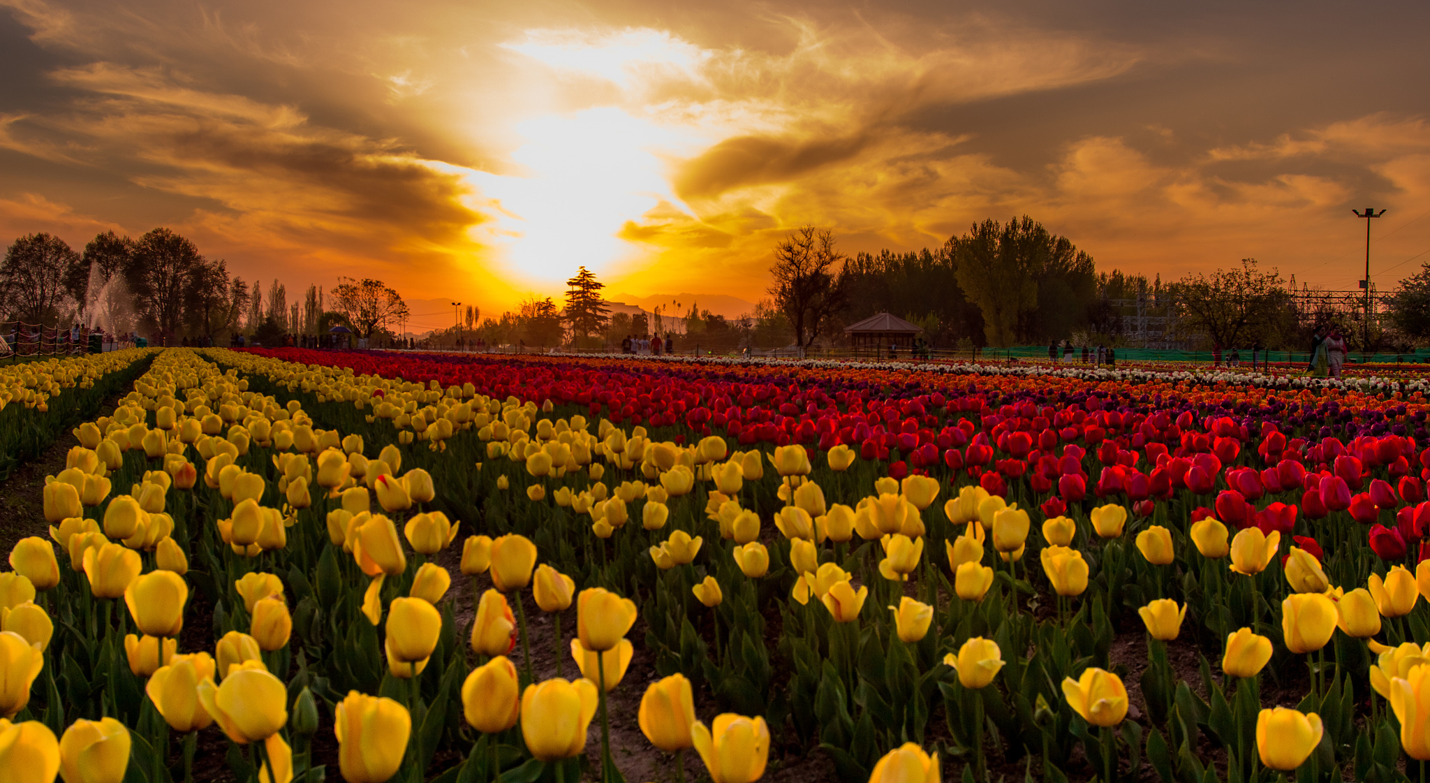 Tulip Garden Srinagar Wish Bone India