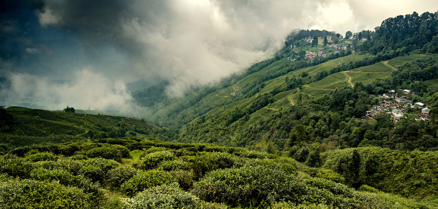 Tea garden Darjeeling