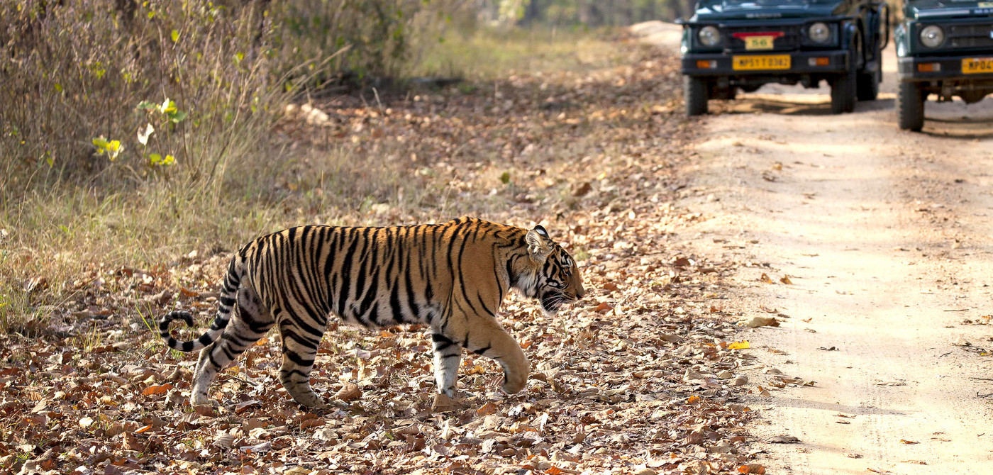 Kanha National park