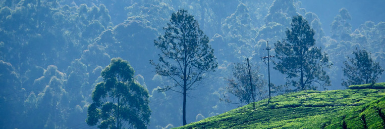 Kerala Munnar