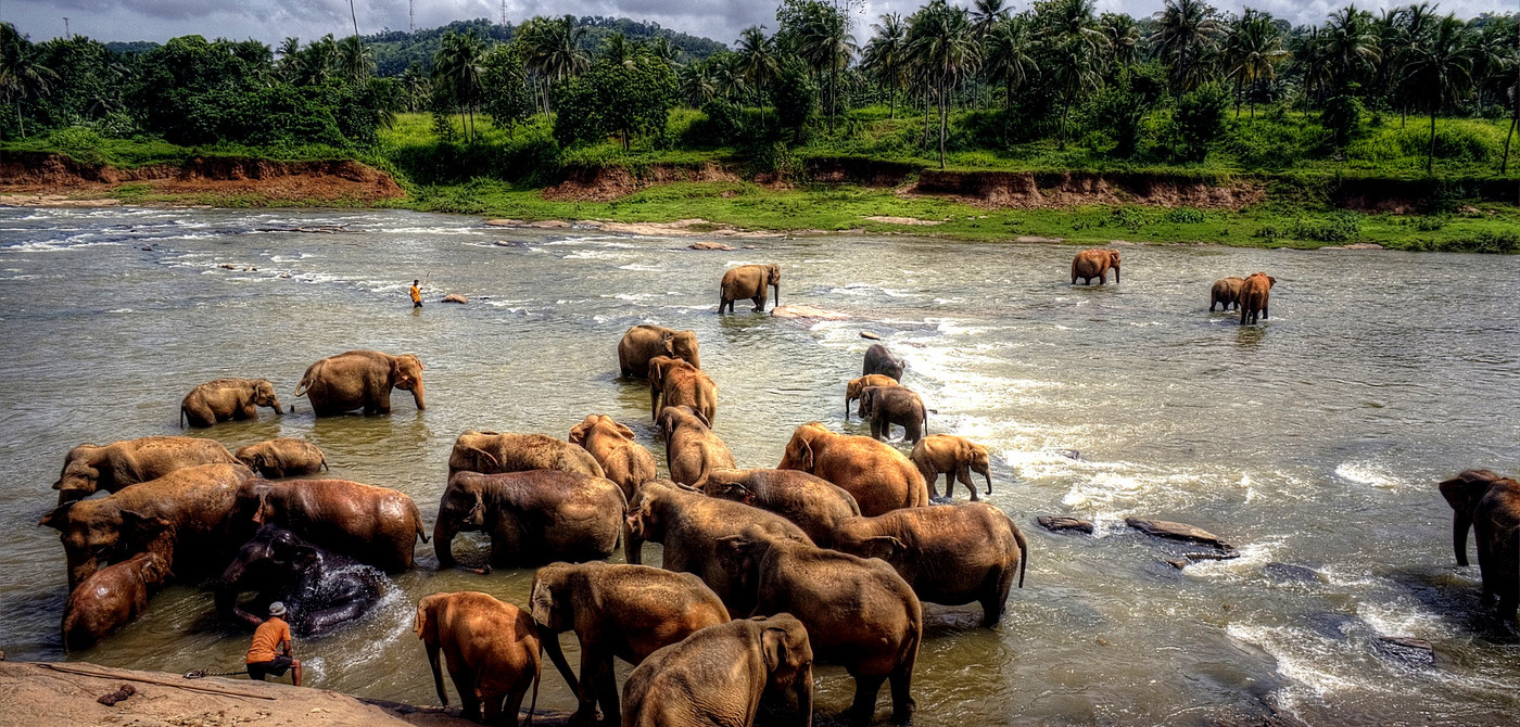 Pinnawala Sri lanka