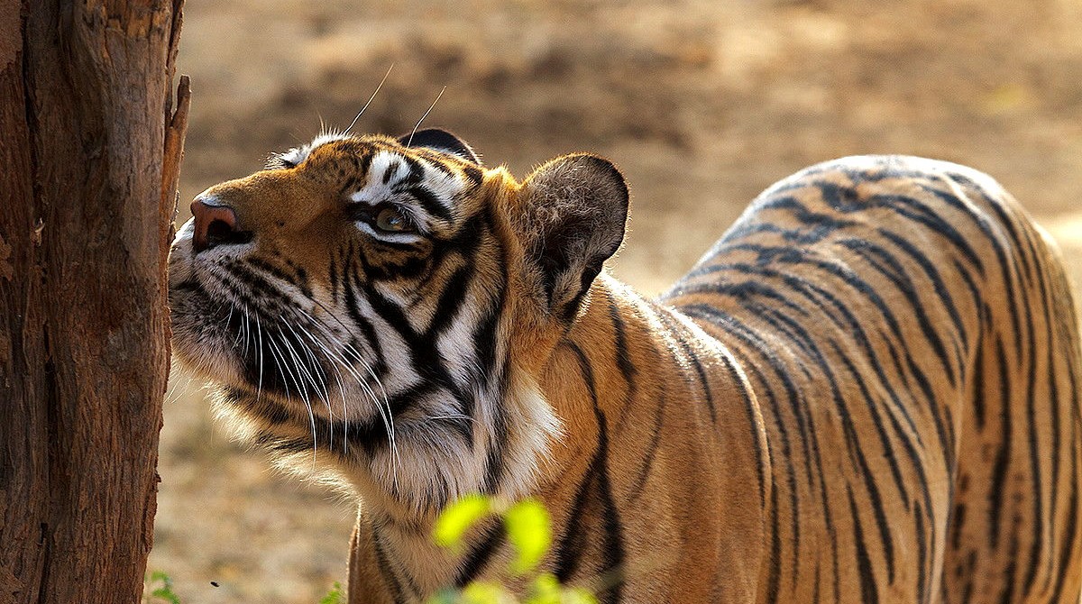 Wildlife Tours India