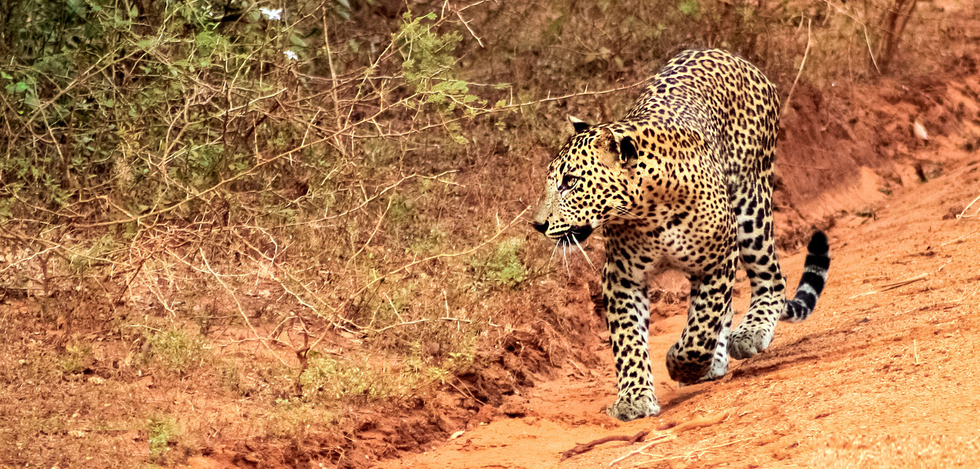 Yala National Park