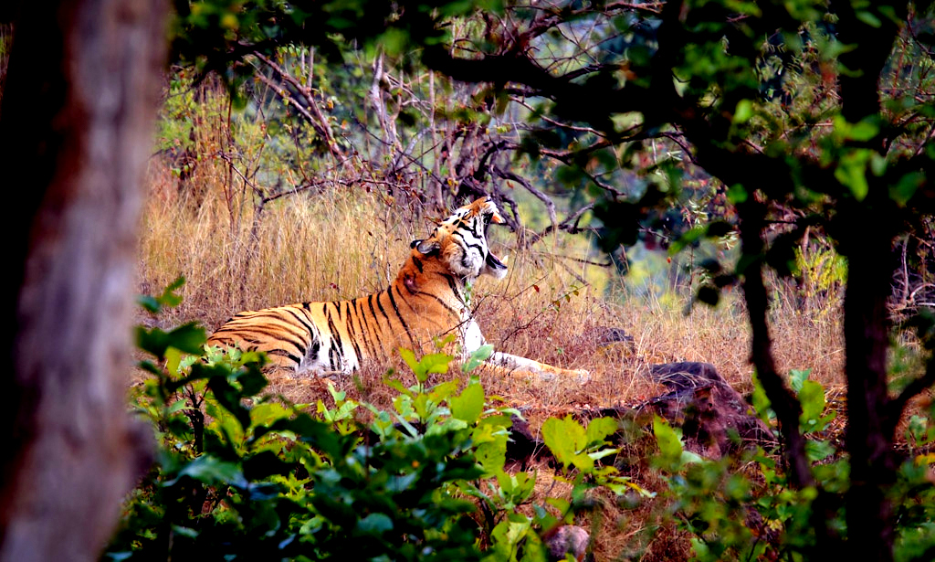 Bandhavgarh National Park.